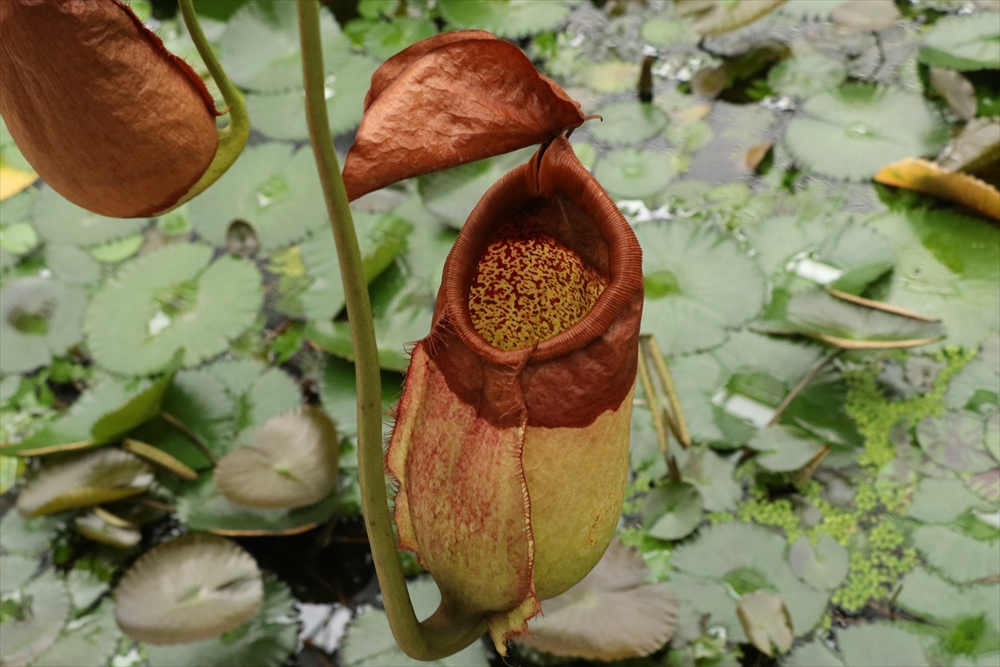 Animal kingdom banner